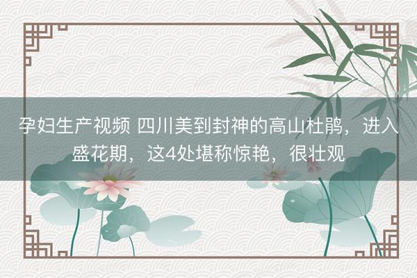 孕妇生产视频 四川美到封神的高山杜鹃，进入盛花期，这4处堪称惊艳，很壮观